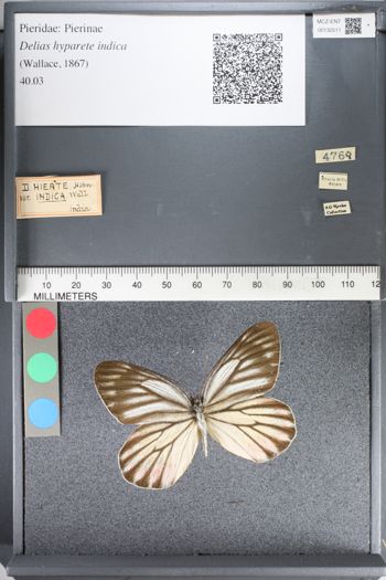 Media type: image;   Entomology 130511